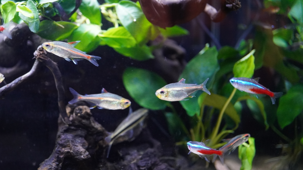 f:id:suusansp:20191207201105j:plain f:id:suusansp:20191207201105j:plain