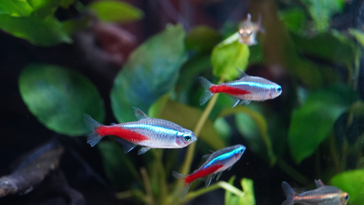 f:id:suusansp:20191207201107j:plain f:id:suusansp:20191207201107j:plain