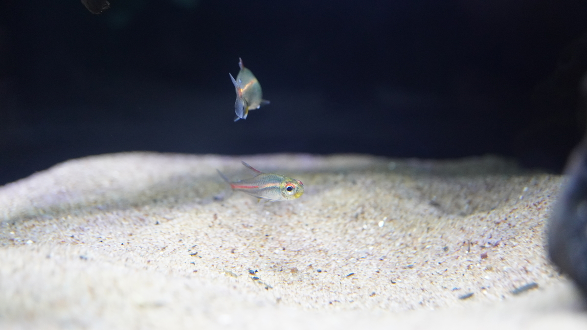 f:id:suusansp:20191207201117j:plain f:id:suusansp:20191207201117j:plain