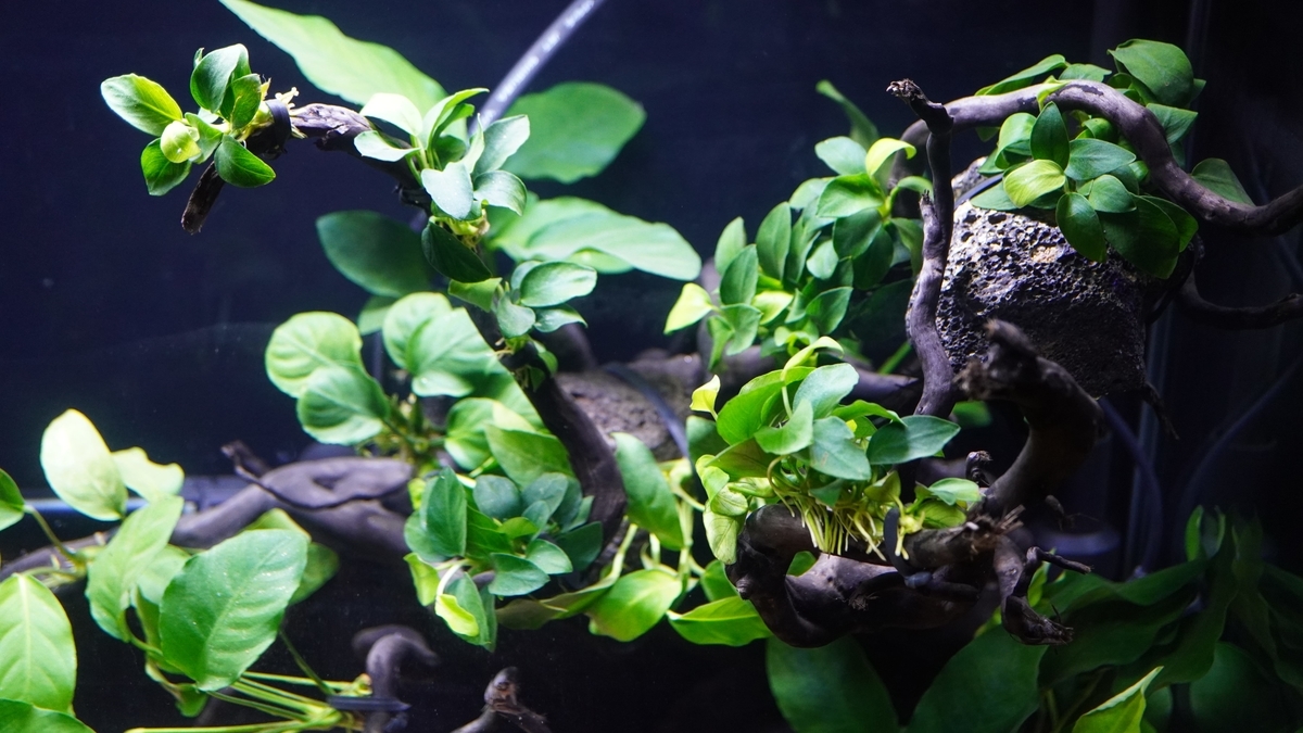 f:id:suusansp:20191207204009j:plain f:id:suusansp:20191207204009j:plain