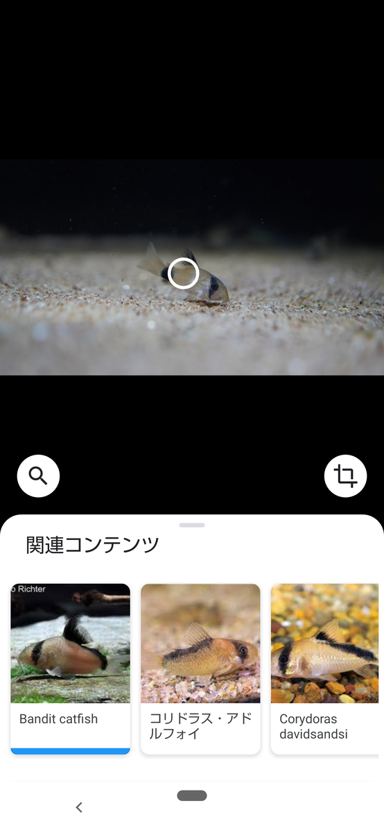 f:id:suusansp:20200117011153p:plain f:id:suusansp:20200117011153p:plain