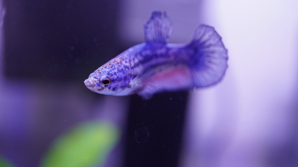 ベタを迎え入れました 人懐っこさナンバー1の熱帯魚 今は人生の種まき中 ベタを迎え入れました 人懐っこさナンバー1の熱帯魚 今は人生の種まき中