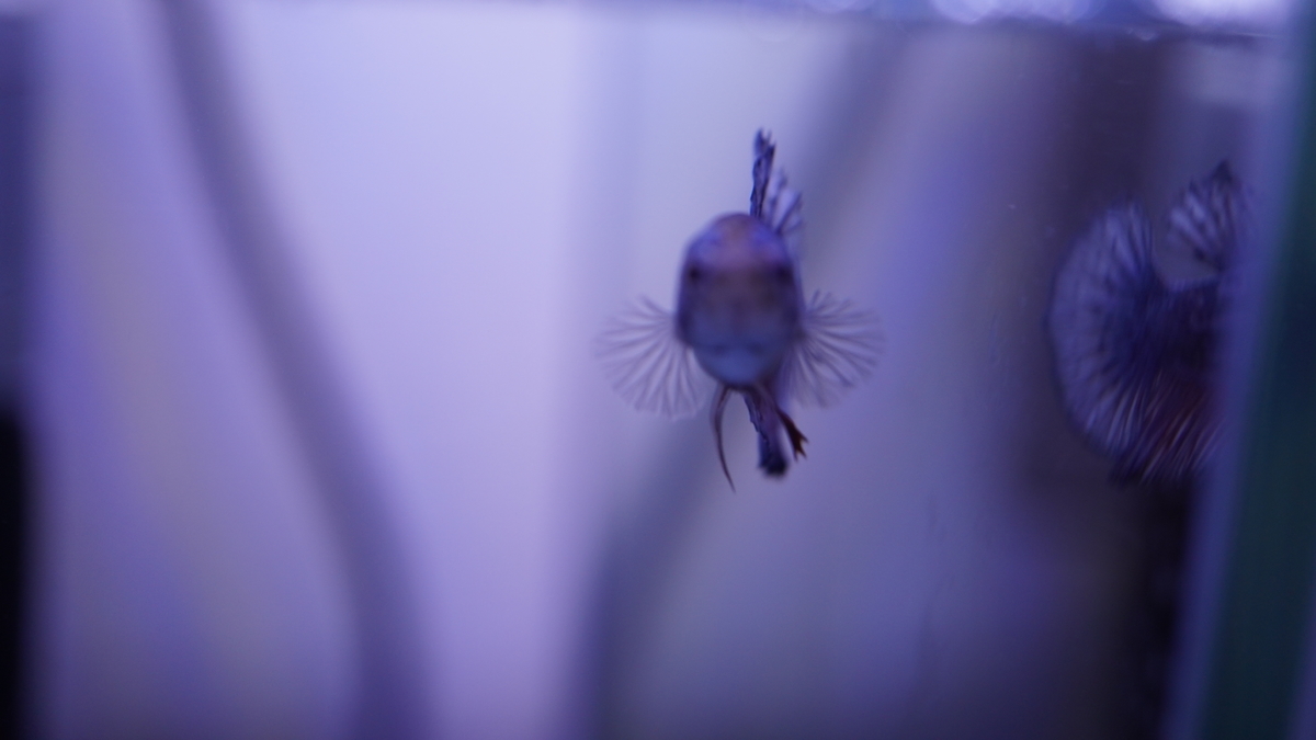 ベタを迎え入れました 人懐っこさナンバー1の熱帯魚 今は人生の種まき中 ベタを迎え入れました 人懐っこさナンバー1の熱帯魚 今は人生の種まき中