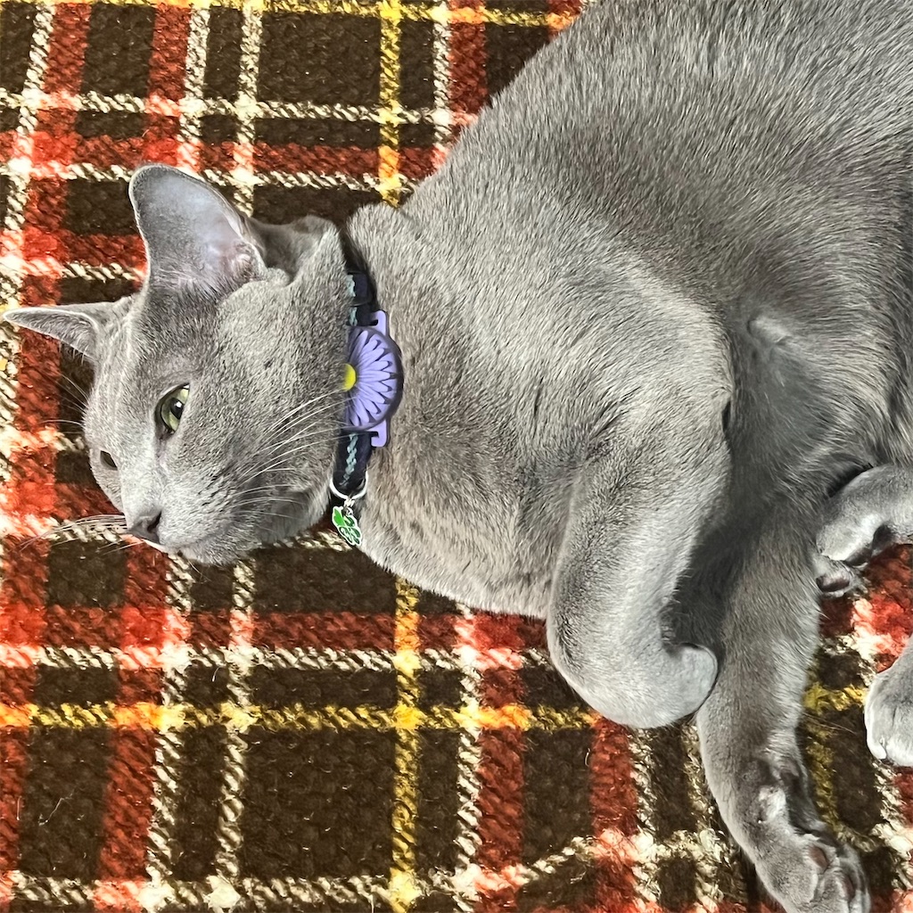 猫にタグをつけてみた写真