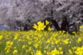 [須坂の桜]村山橋下の桜