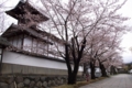 [須坂の桜]普願寺境内の桜