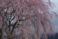 [須坂の桜]野辺　庚申塔の枝垂れ桜