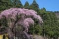 [須坂の桜]大日方町夫婦桜