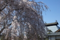 [須坂の桜]八町　大廣院