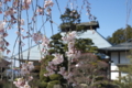 [須坂の桜]八町　大廣院