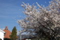 [須坂の桜]太子町　太子堂