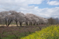 [須坂の桜]相之島町　相之島グラウンド