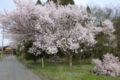 [須坂の桜]本郷町　古八幡宮