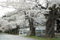 [須坂の桜]普願寺参道