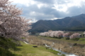 [須坂の桜]鮎川