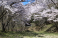 [須坂の桜]本郷町　須坂藩馬場跡