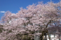 [須坂の桜]豊丘町　延命地蔵堂のエドヒガン