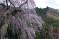 [須坂の桜]豊丘町　弁天さんの枝垂れ桜