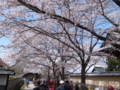 [須坂の桜]普願寺近辺の桜並木