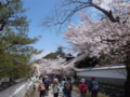 [須坂の桜]普願寺参道の桜並木