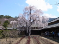 [須坂の桜]田中本家博物館の枝垂れ桜