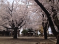 [須坂の桜]須坂西宮神社の桜