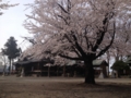 [須坂の桜]墨坂神社芝宮の桜