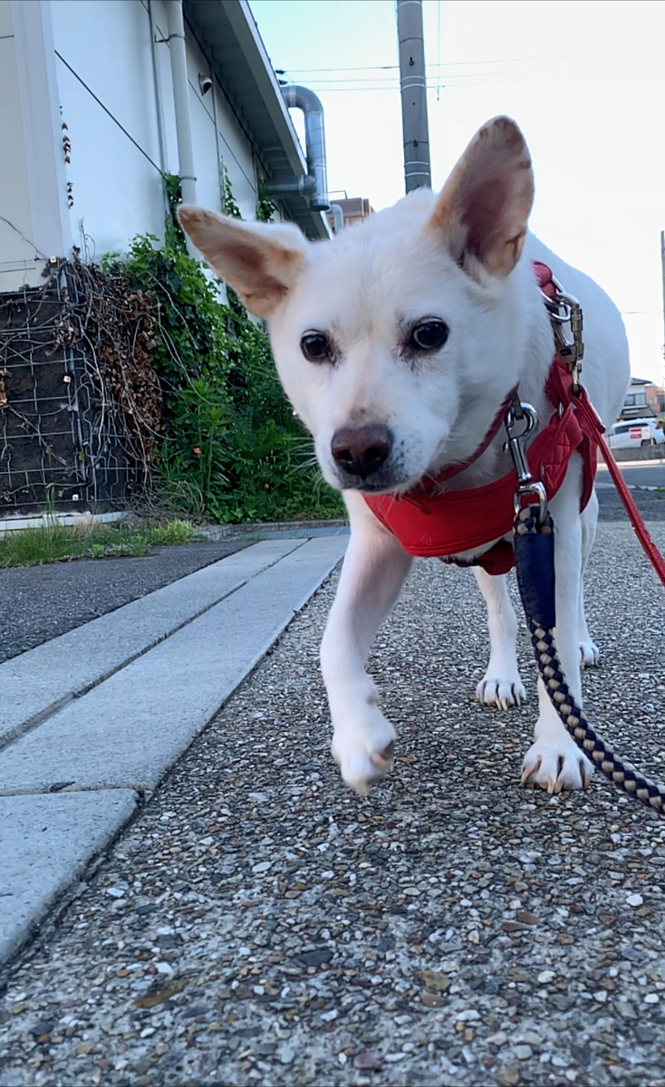二世帯住宅で暮らす犬 1