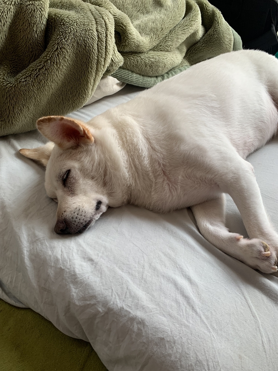 二世帯住宅で暮らす犬 2