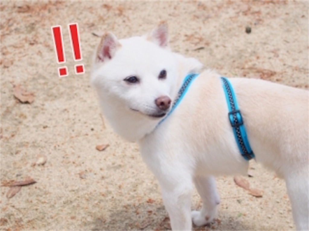 f:id:suzu84318:20190526204840j:image f:id:suzu84318:20190526204840j:image