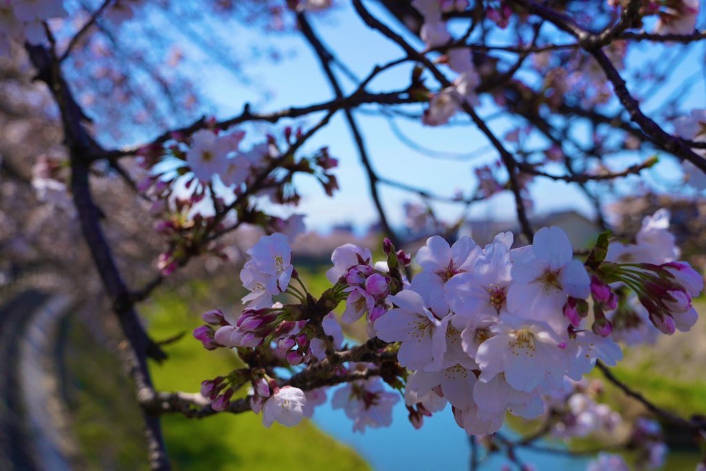 f:id:suzuflp:20200401000432j:plain f:id:suzuflp:20200401000432j:plain
