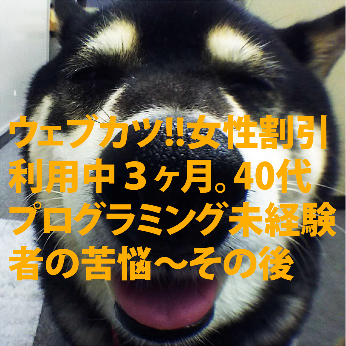f:id:suzuharu1022:20190630234808p:plain