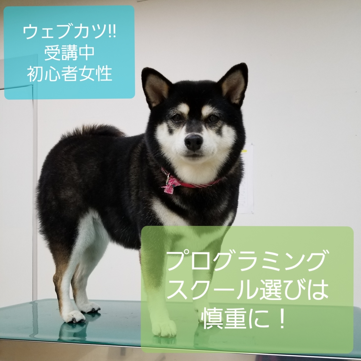 f:id:suzuharu1022:20190831230821j:plain