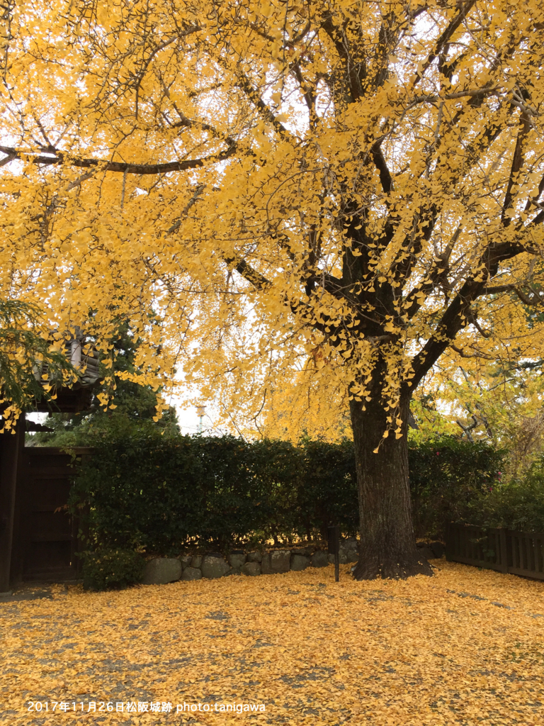f:id:suzuka-mieken:20171128100154j:plain
