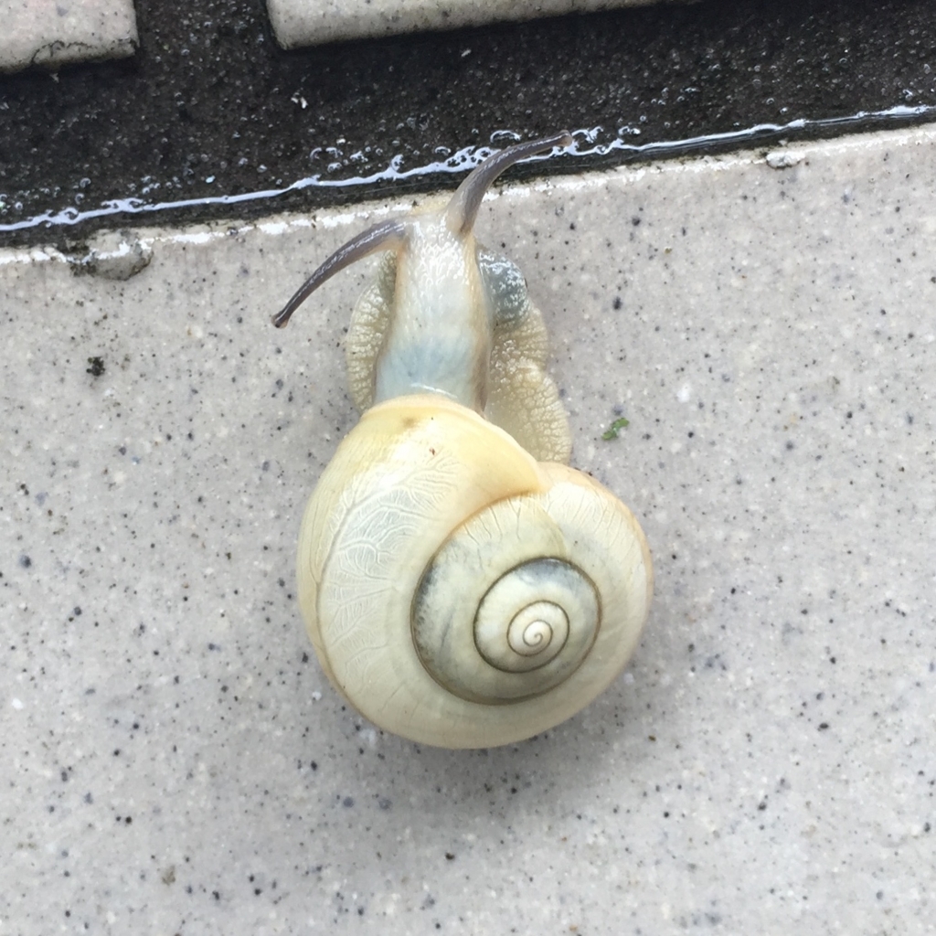 白のカタツムリ - .