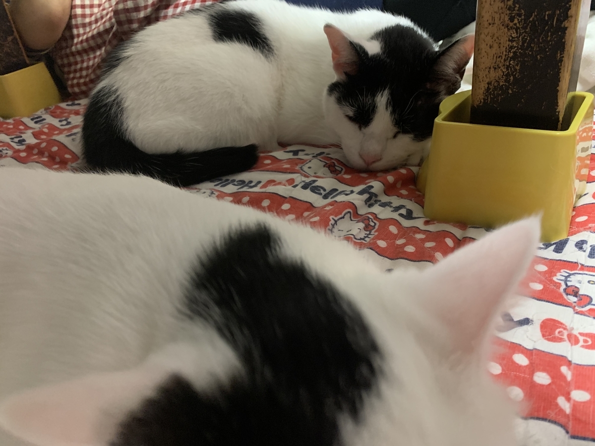f:id:suzukasjp:20191026231330j:plain