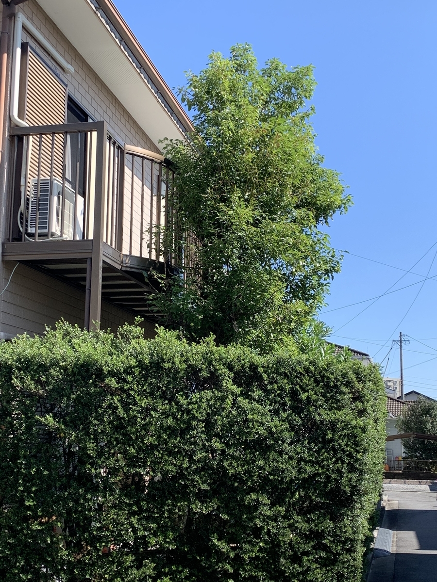 f:id:suzukasjp:20191102023342j:plain f:id:suzukasjp:20191102023342j:plain