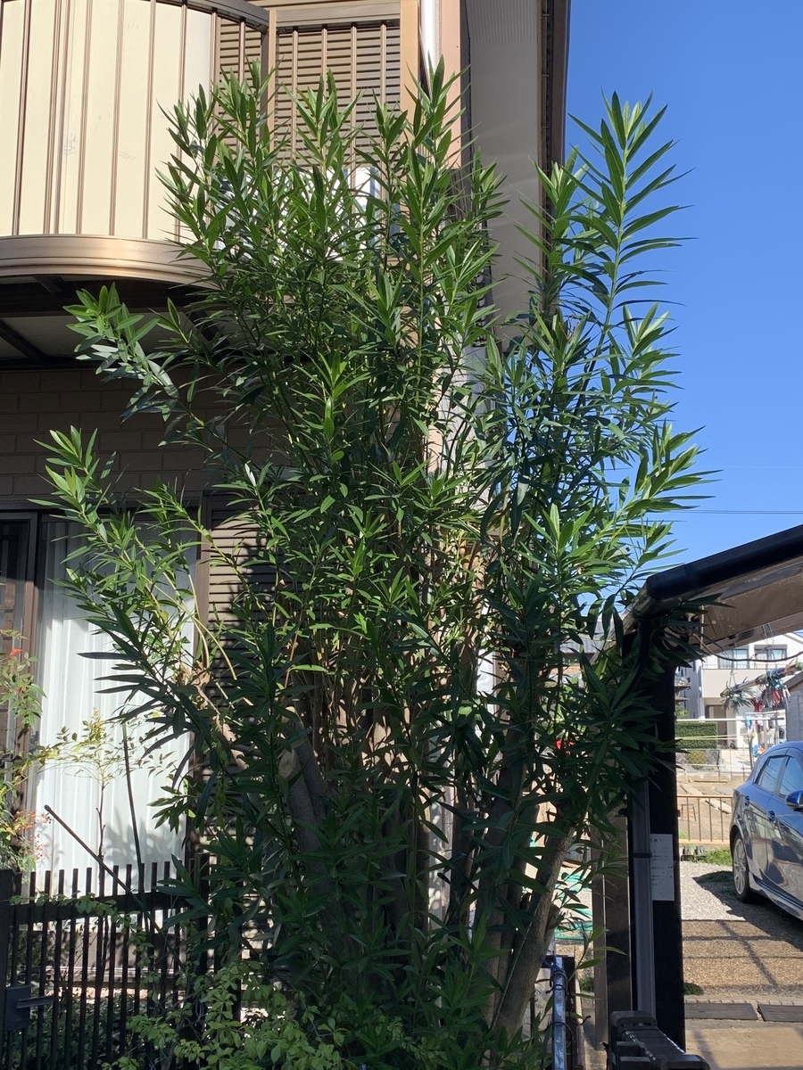f:id:suzukasjp:20191201182212j:plain