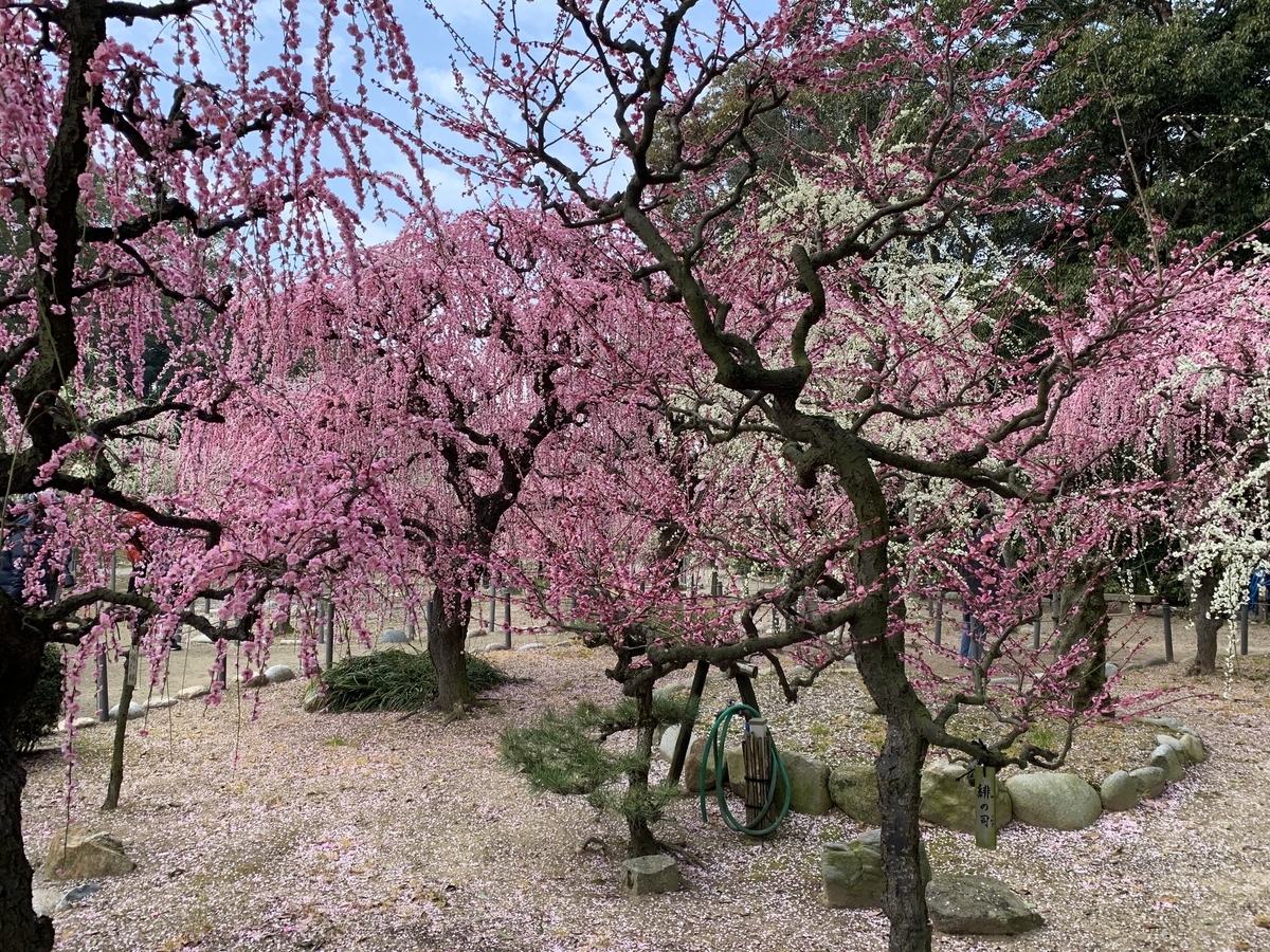 f:id:suzukasjp:20200224141842j:plain