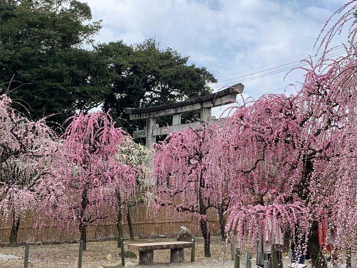 f:id:suzukasjp:20200224184716j:plain