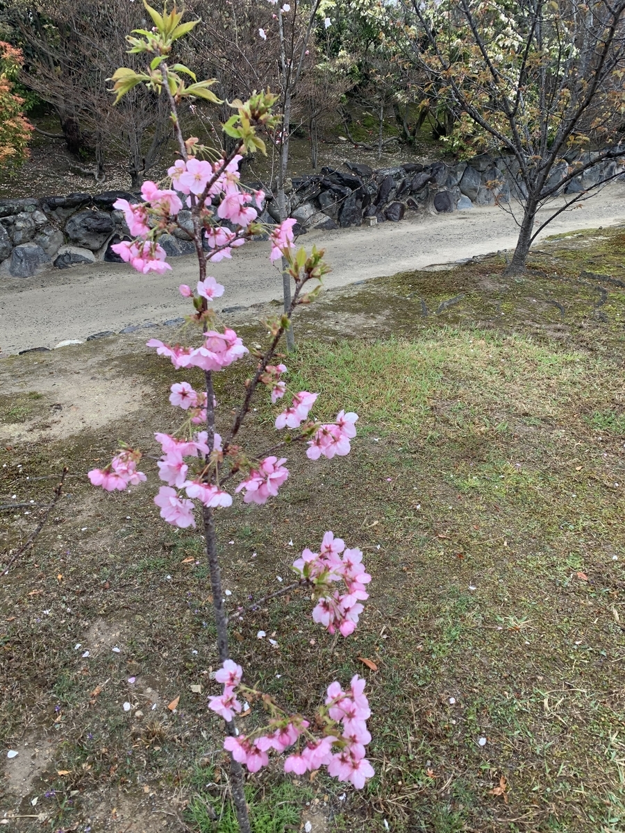 f:id:suzukasjp:20210402182051j:plain