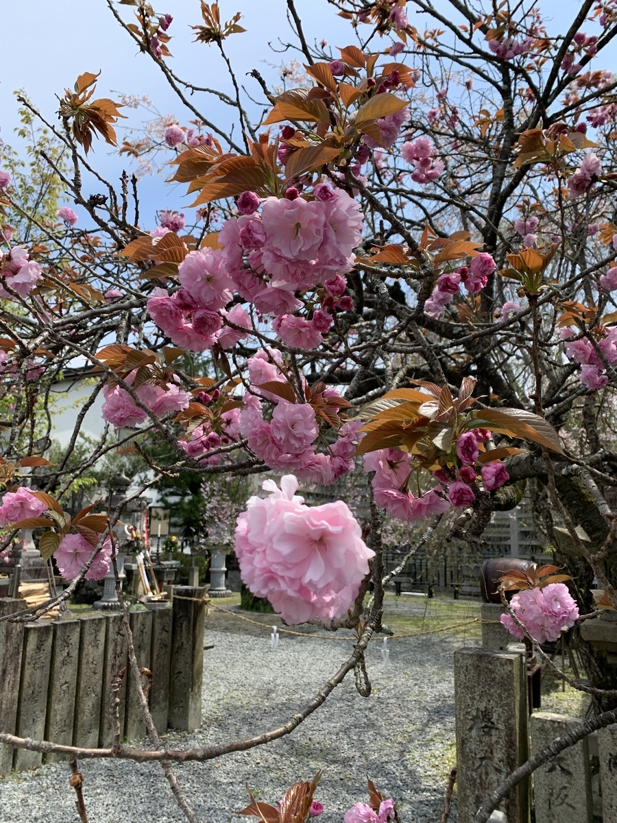 f:id:suzukasjp:20210423022837j:plain