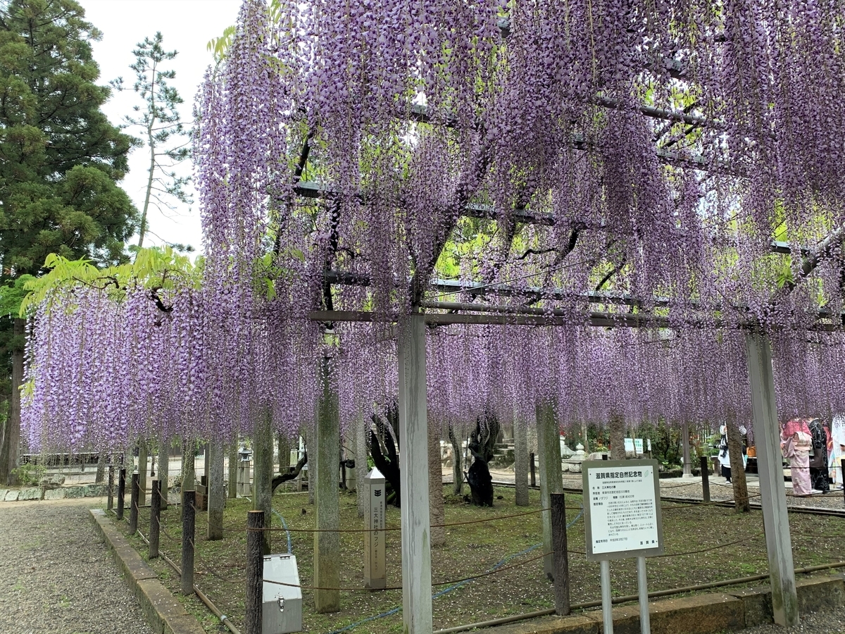 f:id:suzukasjp:20210507004246j:plain