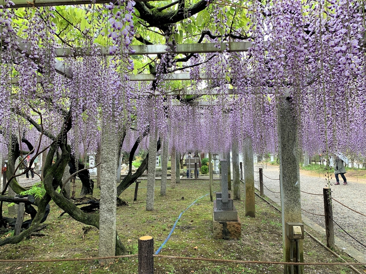 f:id:suzukasjp:20210507014415j:plain