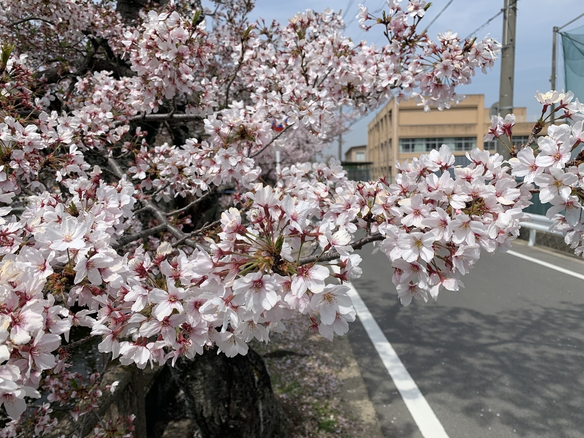 f:id:suzukasjp:20220409164754j:plain
