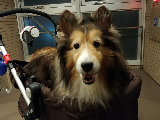f:id:suzuki0226:20180903084029j:image f:id:suzuki0226:20180903084029j:image