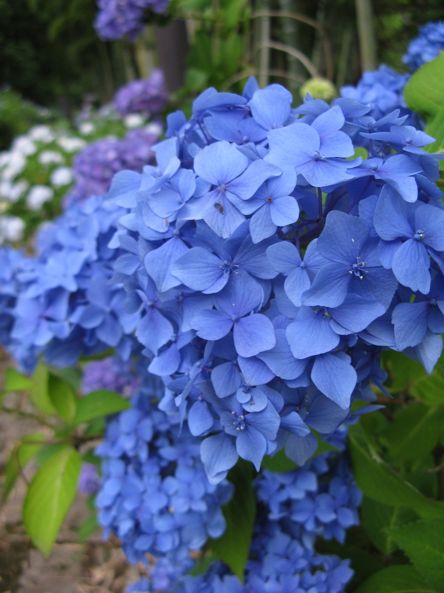 f:id:suzuki_diary_201909:20200712103306j:plain f:id:suzuki_diary_201909:20200712103306j:plain