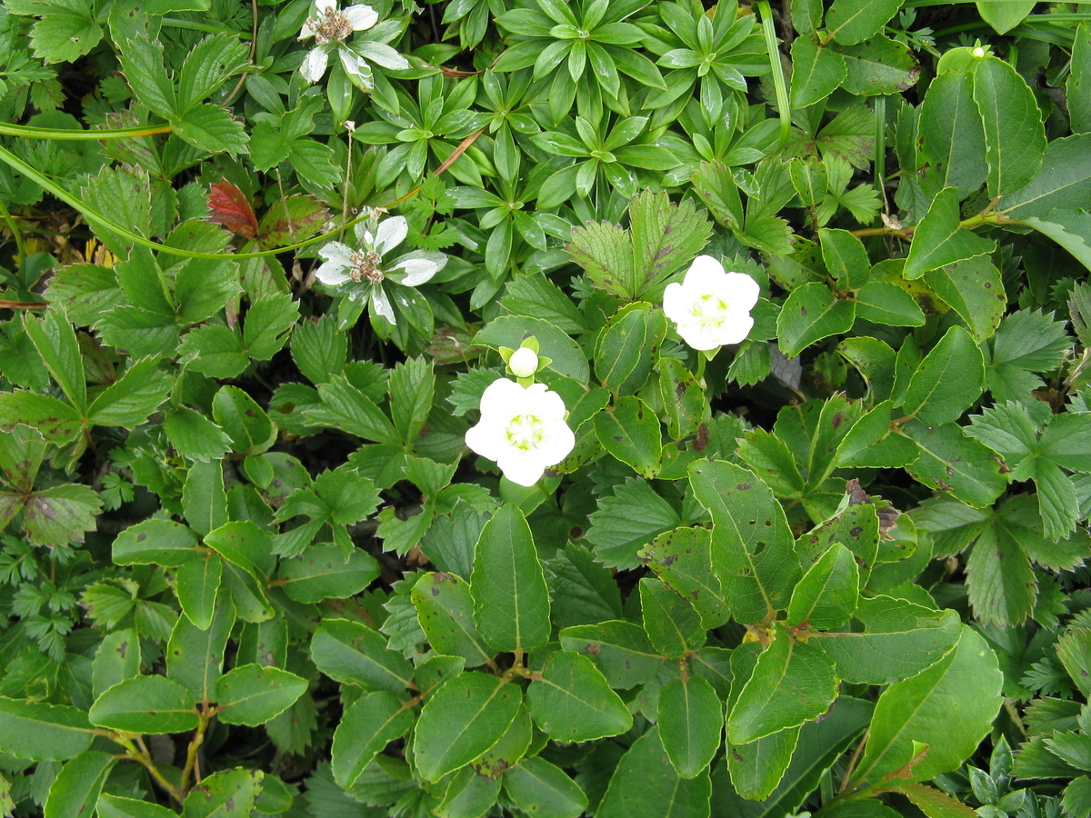 f:id:suzuki_diary_201909:20200829185000j:plain
