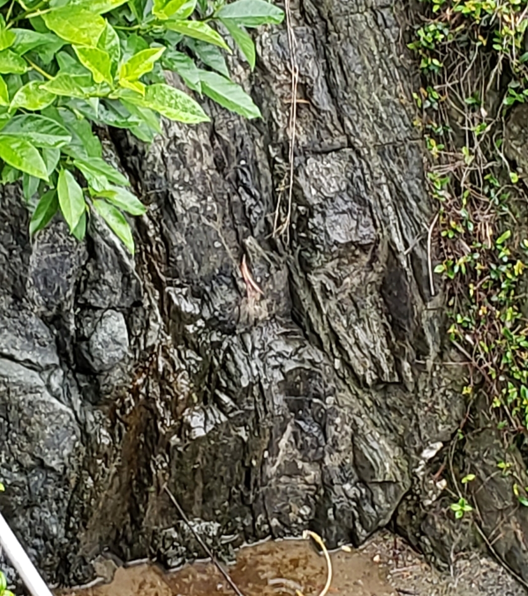 f:id:suzuki_seminar:20190611142024j:plain f:id:suzuki_seminar:20190611142024j:plain