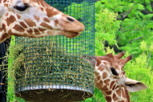 環境エンリッチメントの具体的な取り組み - 動物園の飼育員になりたい君へ